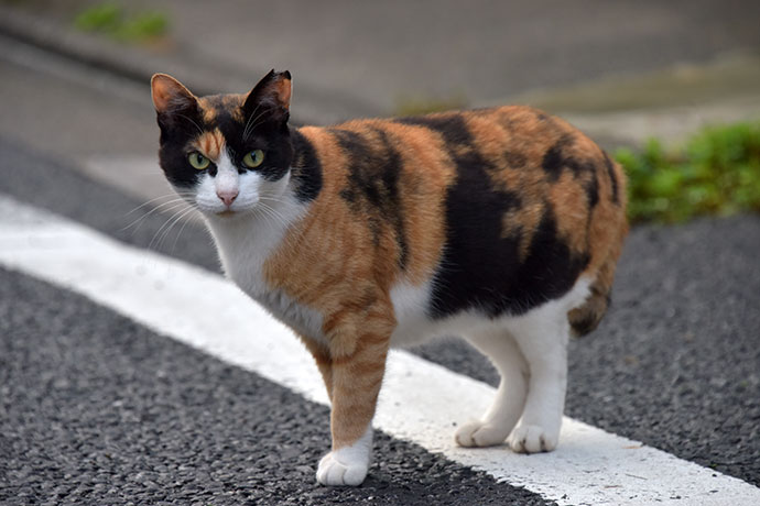 街のねこたち