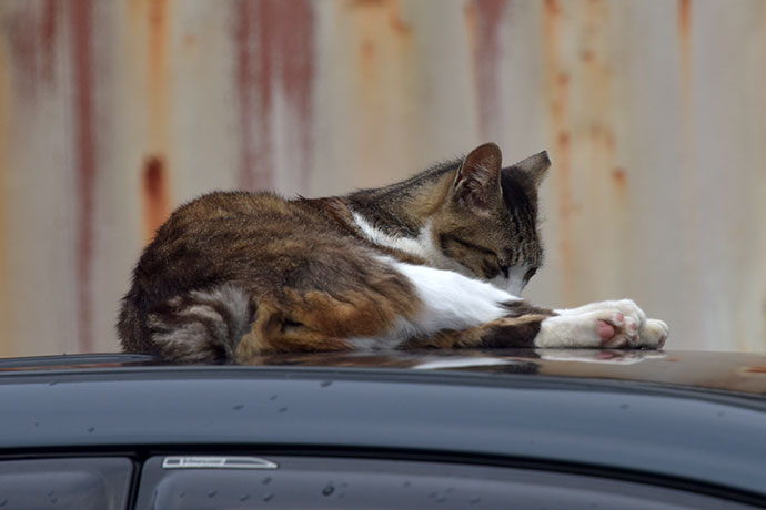 街のねこたち