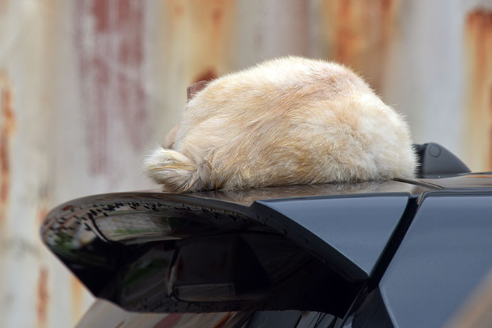 街のねこたち