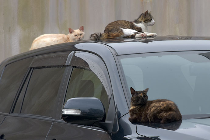 街のねこたち