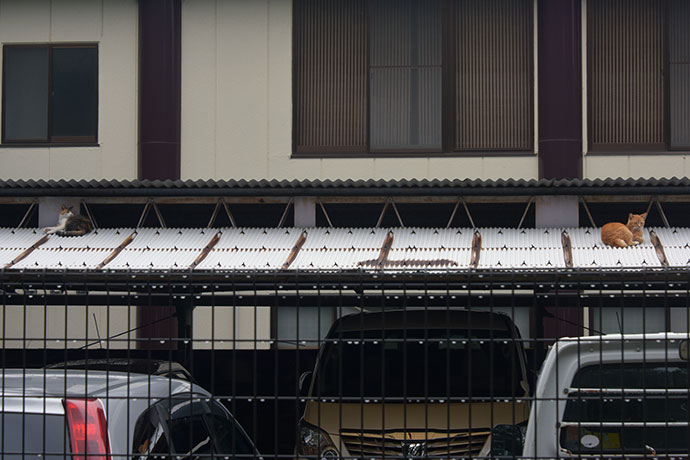 街のねこたち