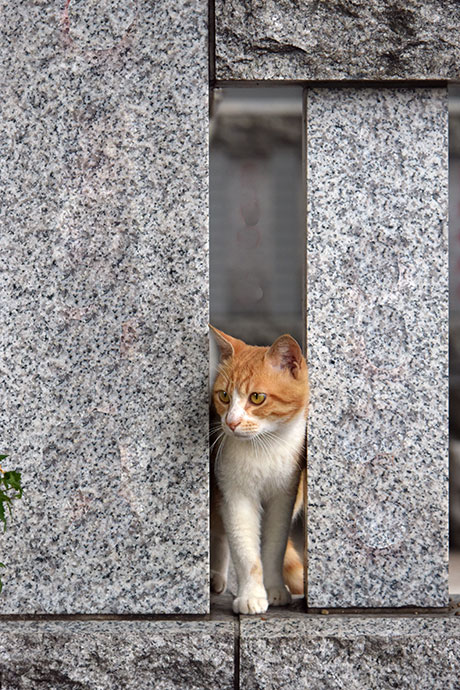 街のねこたち