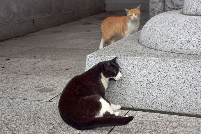 街のねこたち