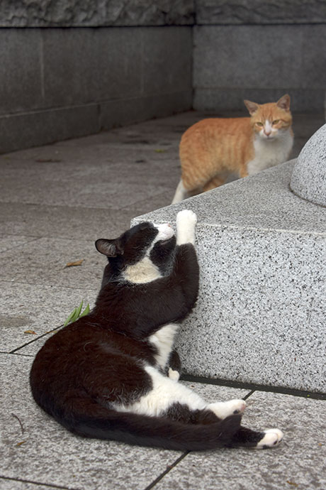 街のねこたち