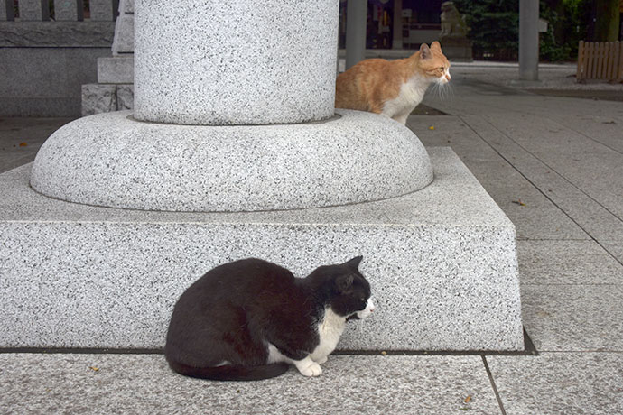 街のねこたち