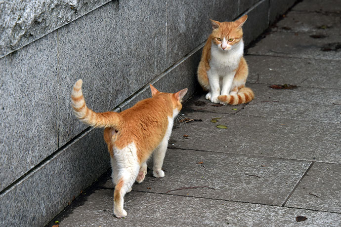 街のねこたち