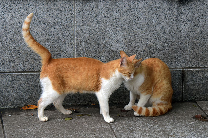 街のねこたち