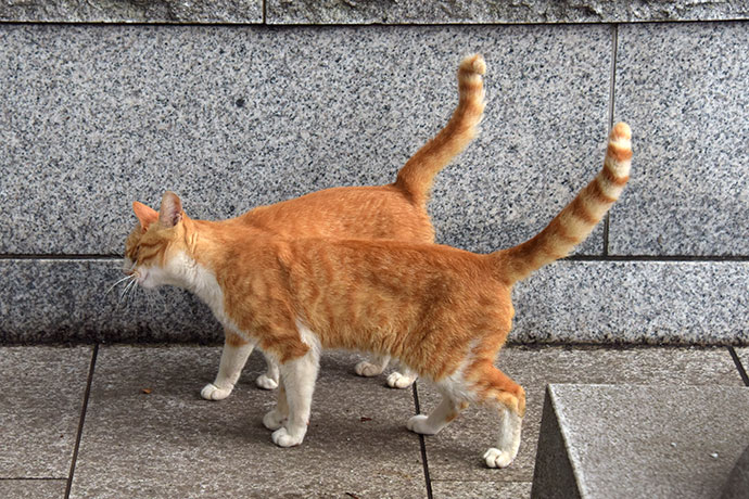 街のねこたち