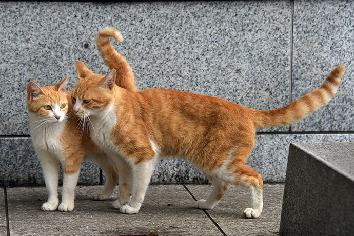 街のねこたち