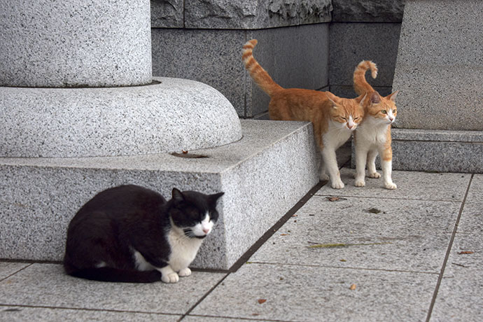 街のねこたち