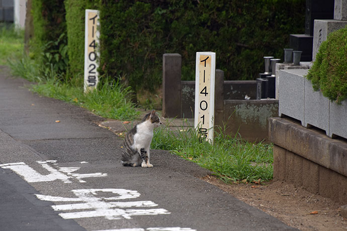 街のねこたち