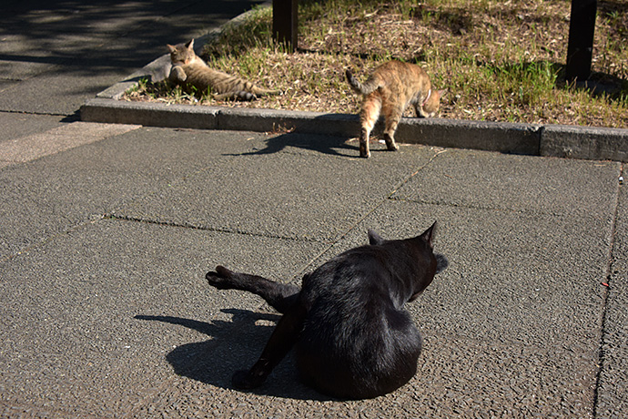 街のねこたち