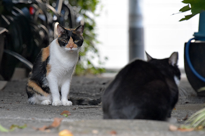 街のねこたち