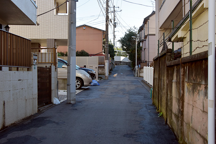 街のねこたち