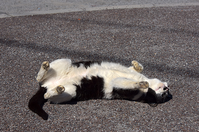 街のねこたち