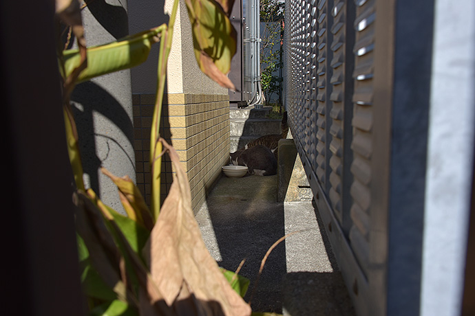 街のねこたち