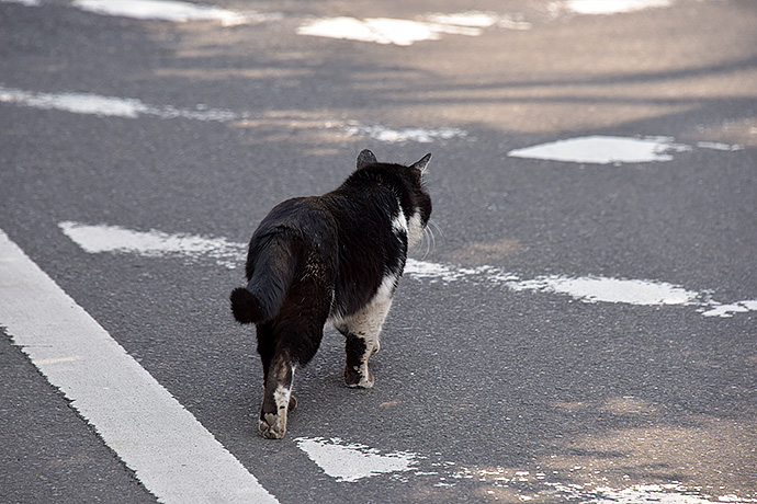 街のねこたち