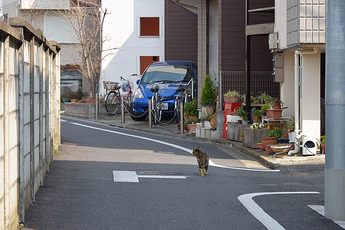 街のねこたち