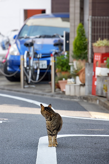 街のねこたち