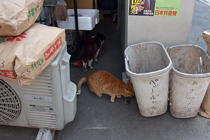 街のねこたち