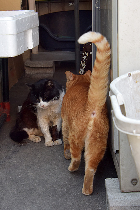 街のねこたち