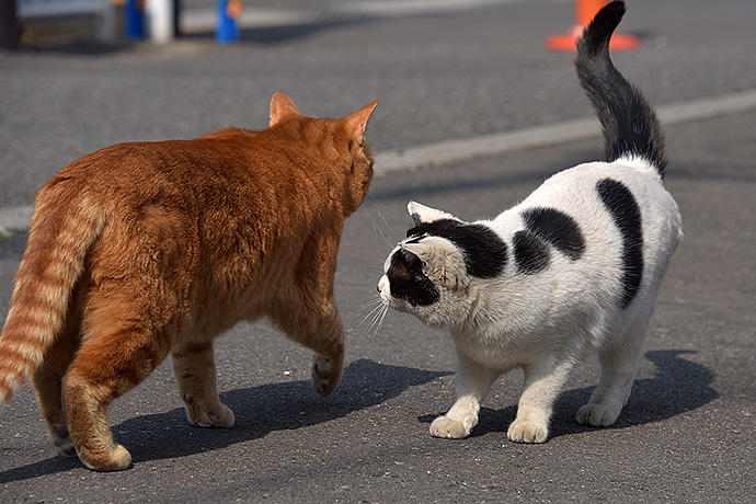 街のねこたち