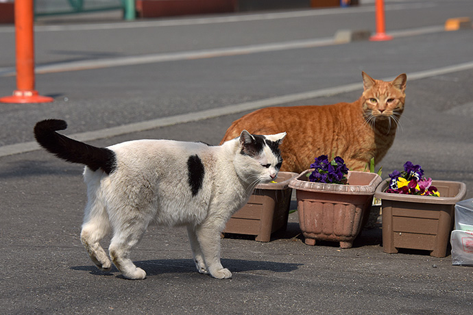 街のねこたち