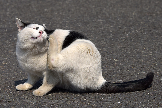 街のねこたち