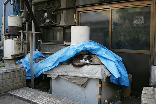 ねこ