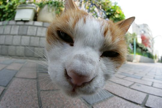 ねこ