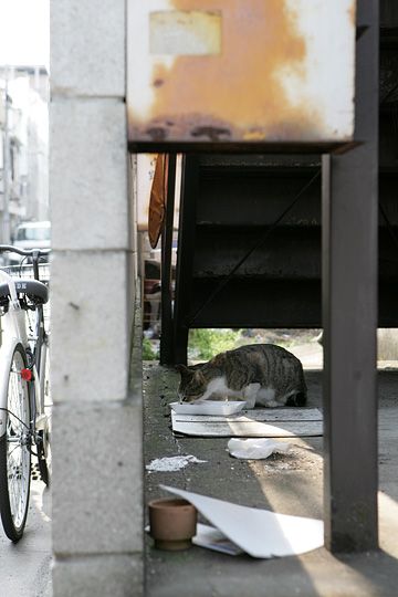 ねこ