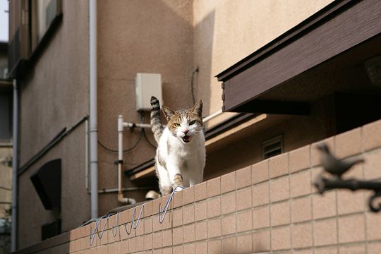 ねこ