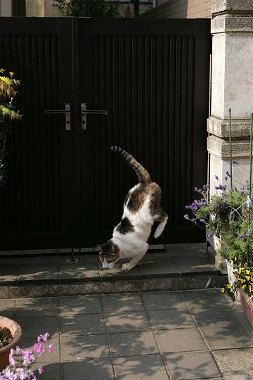 ねこ