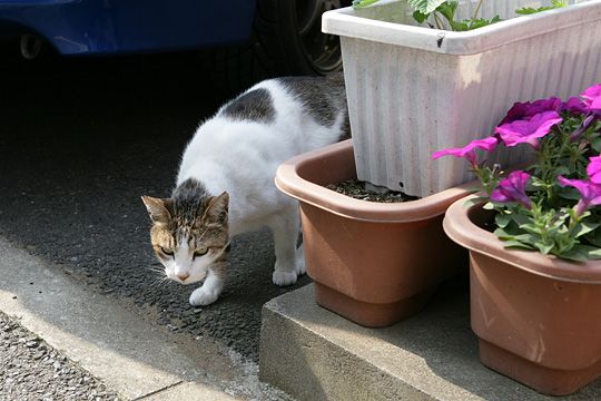 ねこ