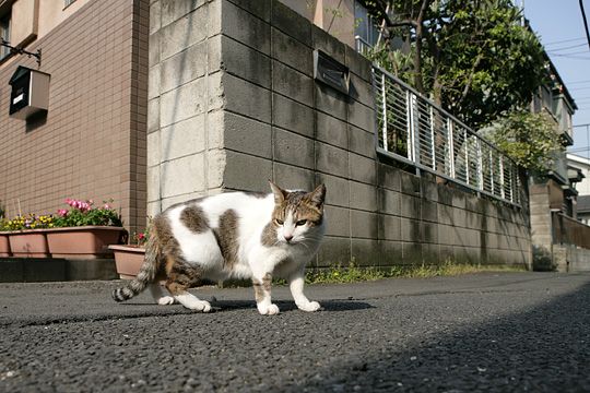 ねこ