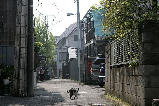 ねこ