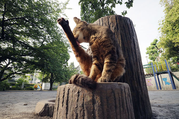 街のねこたち