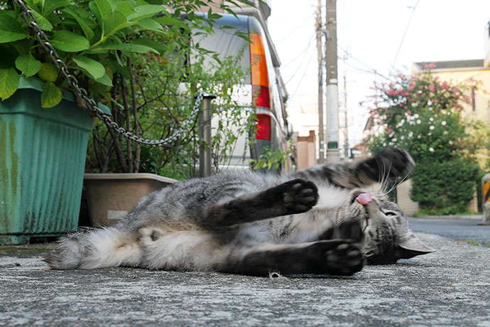 街のねこたち