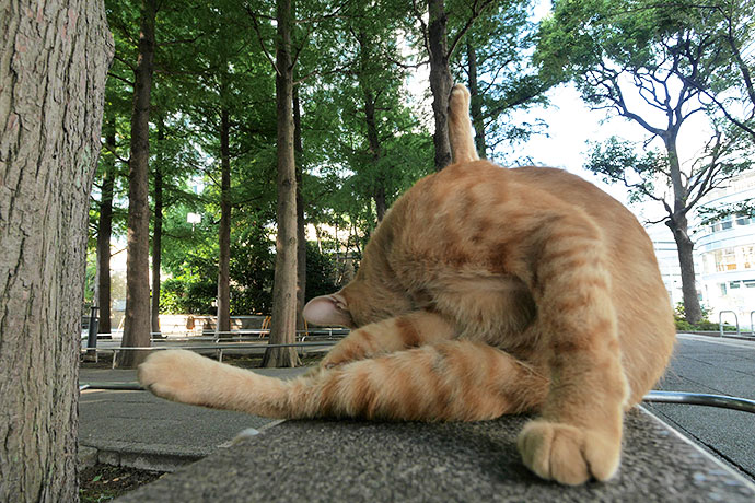 街のねこたち
