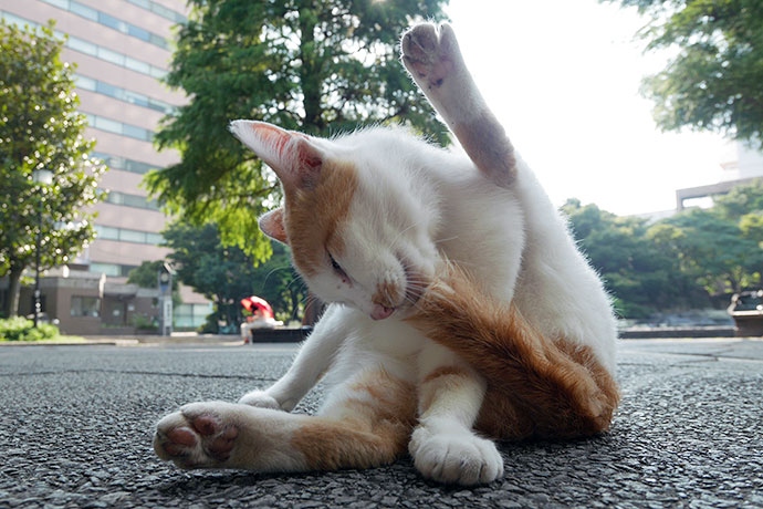 街のねこたち