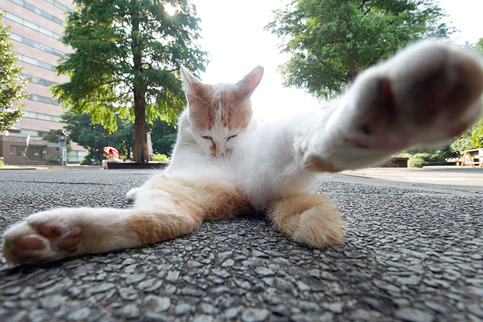 街のねこたち