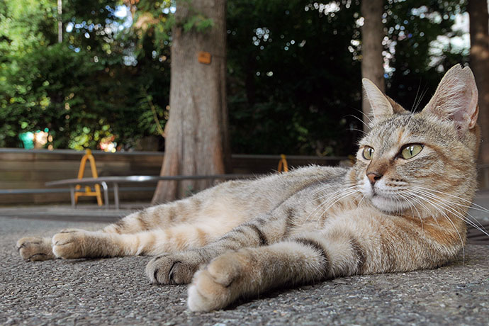 街のねこたち
