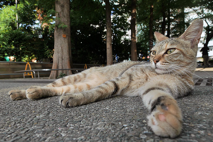 街のねこたち