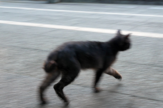 街のねこたち