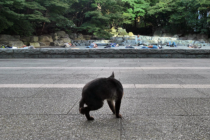 街のねこたち
