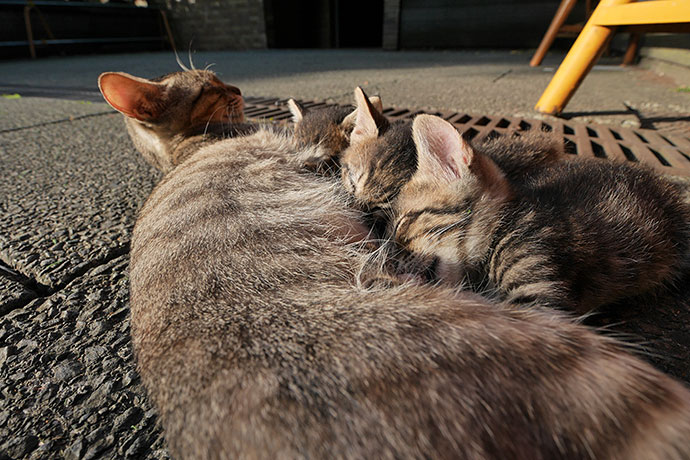街のねこたち