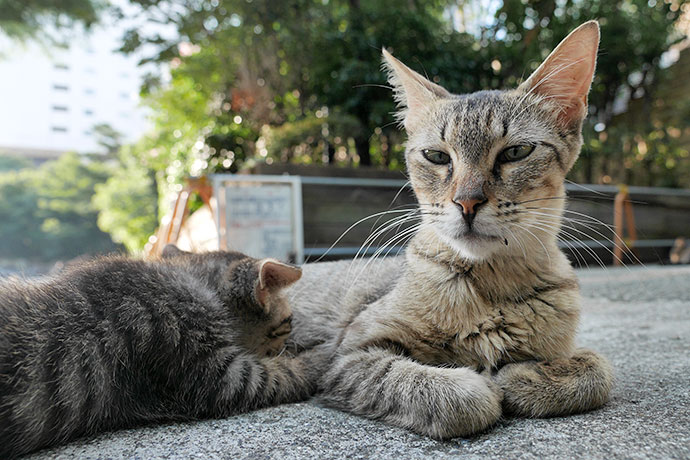 街のねこたち