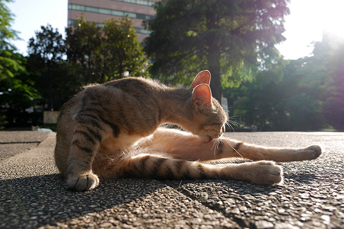 街のねこたち