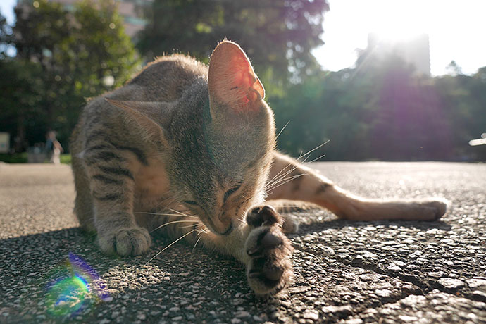 街のねこたち