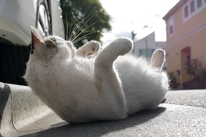 街のねこたち